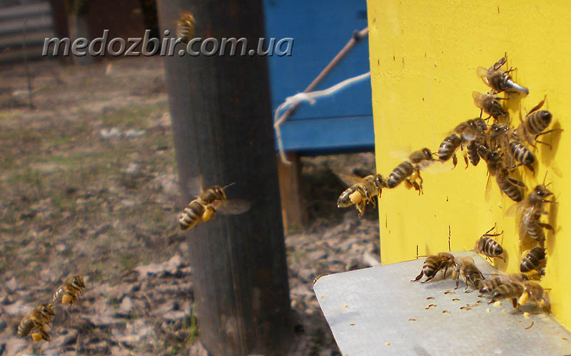 Збір пилку бджолами