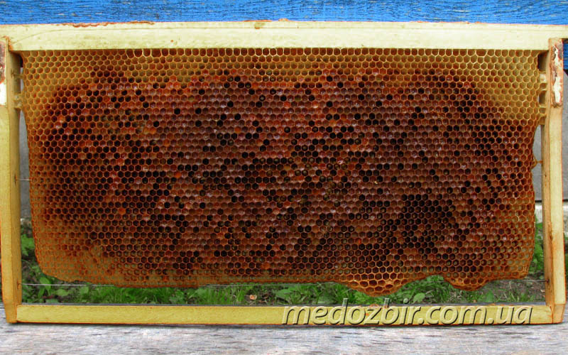 Рамка з бджолиним хлібом
