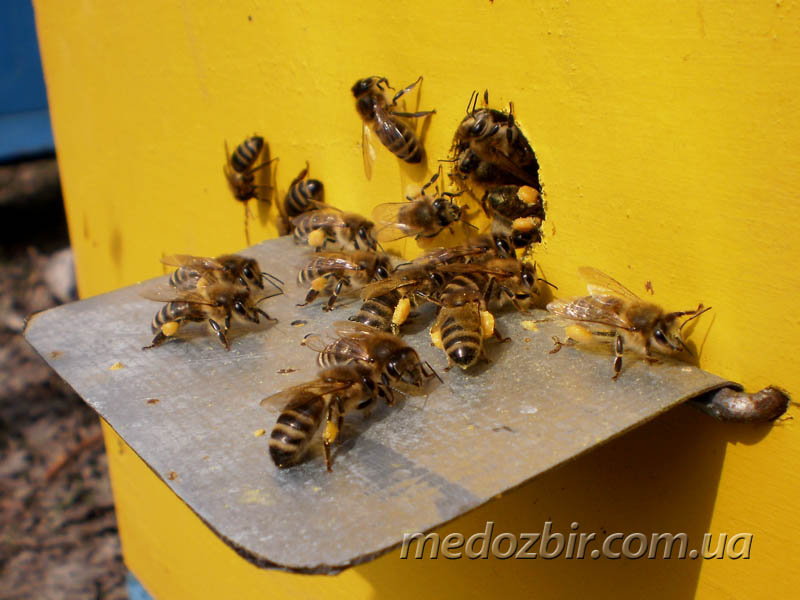Пчелы собирает пыльцу в корзинки, расположенные на задних лапках