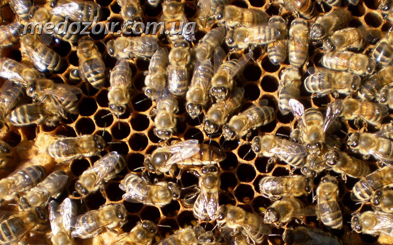Матка в окружении рабочих пчел