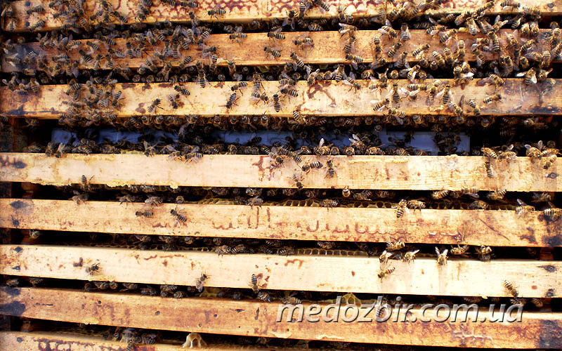 Пчелы в середине улья
