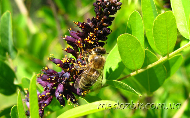 Травневий бджолиний медозбір