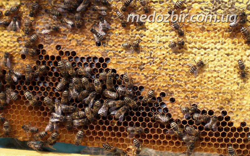 Наши пчелы собирают мед