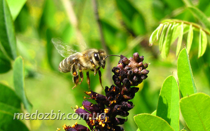 Пчела на медозборе