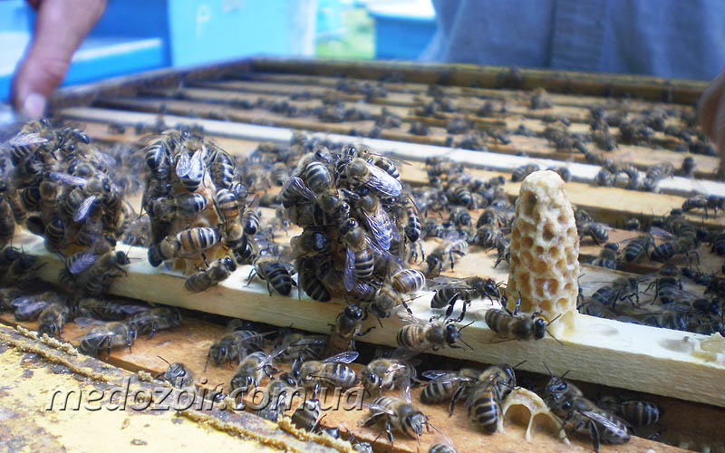 Пчелы на маточниках в улье