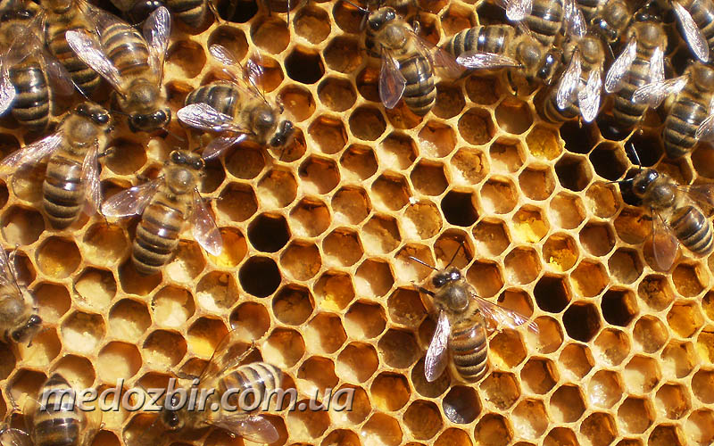 Так бджоли заповнюють стільники пергою